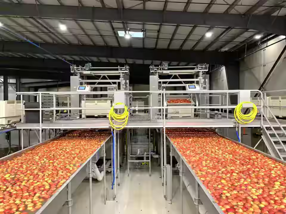 Sortare si clasificare legume si fructe