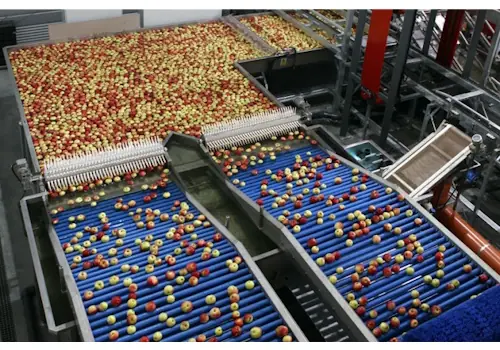 Dispozitiv dublu de extras fructele din apa, pentru mere si pere - utilaj sortare clasificare