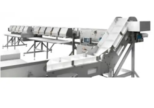 Linie sortare si cantarire peste - utilaj industrial procesare peste