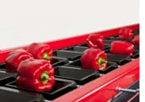 Masina de sortare cu tavite, electronica, pentru ardei si rosii - utilaj sortare clasificare